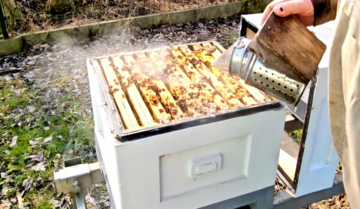 Sezon pszczeli w ekospalarniowej pasiece