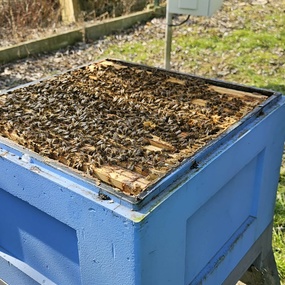 8776ca04-3e2c-42e0-ae1b-0bd2b8abbe27.jpg, Sezon pszczeli w ekospalarniowej pasiece